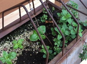 My herb planter- an old chicken feeder!